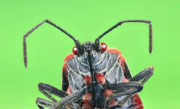 A boxelder bug (Boisea trivittata), commonly known as a stinkbug — Stock Photo, Image