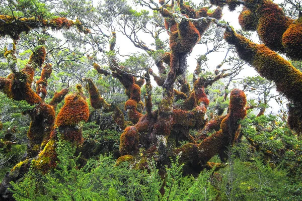Толстый мох покрывает деревья вдоль этой дорожки возле Key Summit в Fiordland, Новая Зеландия — стоковое фото