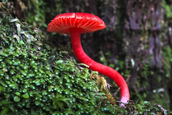 Ein leuchtend roter Wachskiemenpilz (Hygrocybe cantharellus), der in Neuseeland unter Moos wächst — Stockfoto