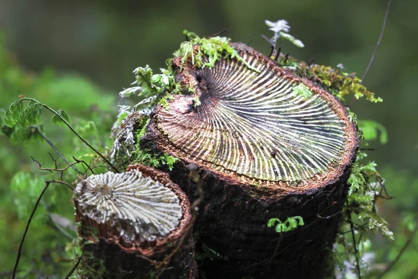 Un petit arbre est coupé près de la base révélant le motif des veines à l'intérieur. Photographié sur l'île sud de la Nouvelle-Zélande — Photo
