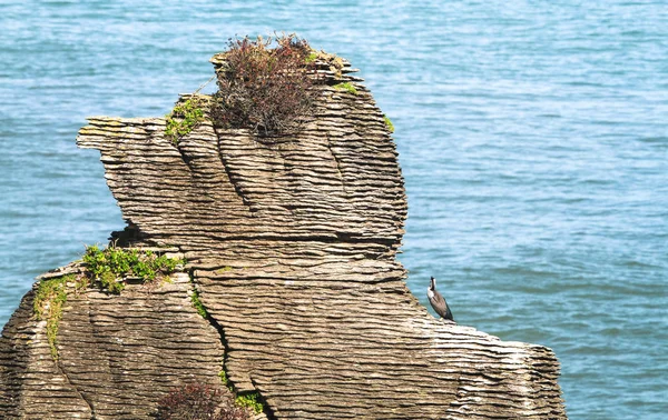 Spotted shags (Phalacrocorax punctatus punctatus) en una formación de rocas en capas en Pancake Rocks cerca de Hokitika en la isla sur de Nueva Zelanda —  Fotos de Stock