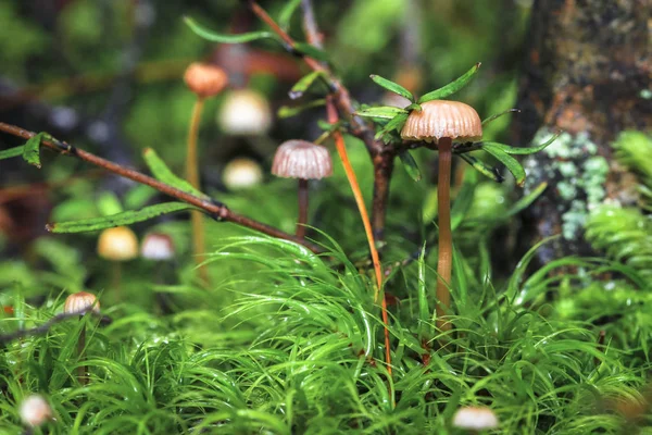 Marasmius mushrooms growing among grass in Arthur's Pass National Park, New Zealand — Stock Photo, Image