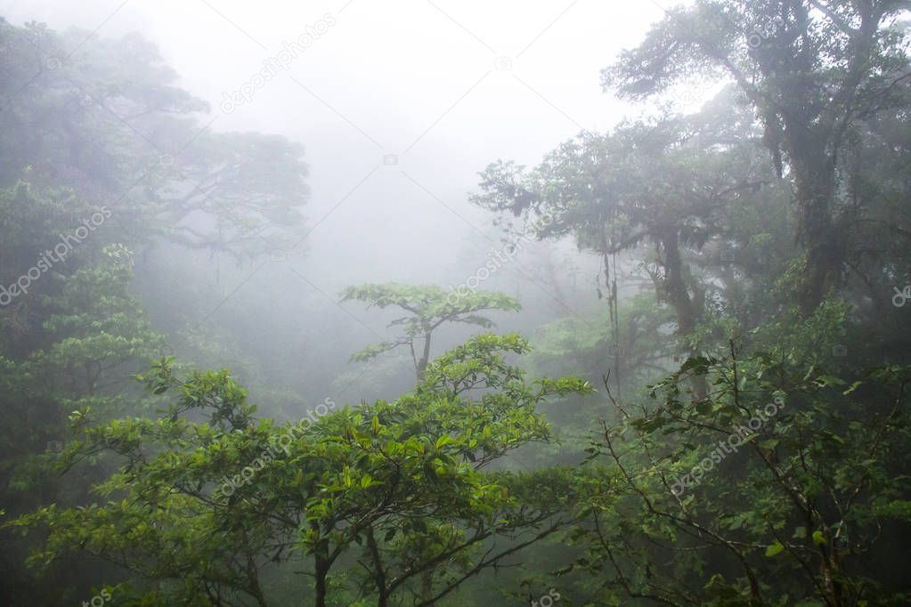 The middle and upper canopy of the lush Monteverde cloud forest in Costa Rica, with typical dense clouds
