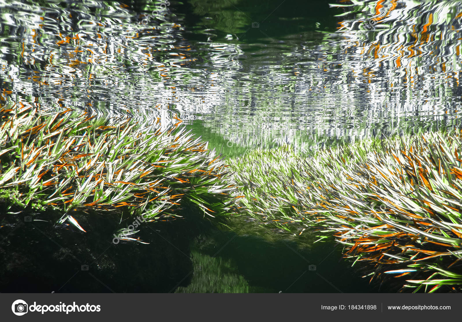 Aquatic grasses as seen underwater in the Walls of Jerusalem National