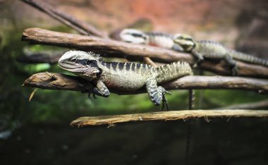 Napier, Yeni Zelanda Ulusal akvaryumda dal dinlenme bir Avustralya su ejderha (Intellagama lesueurii)