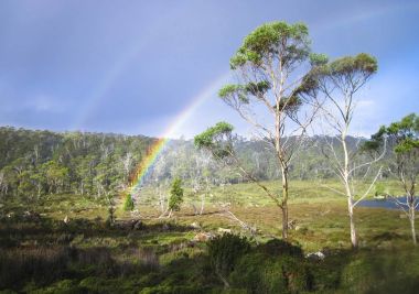 A double rainbow is seen over a group of eucalypt trees in the Walls of Jerusalem National Park, Tasmania clipart