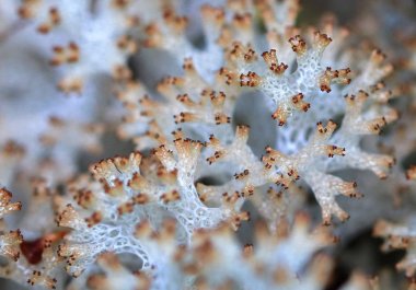 Tazmanya, Avustralya mercan liken (Cladia retipora)