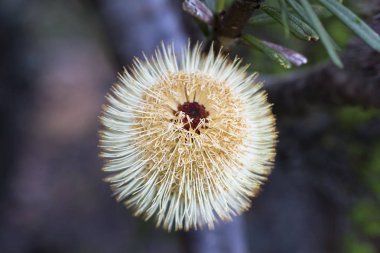 Tazmanya, Avustralya bir bottlebrush çiçek (Callistemon sp.)