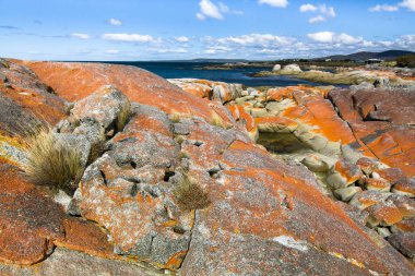 Parlak turuncu liken kayalar kapsar ve yangınlar Bay adını verir. Tazmanya, Avustralya