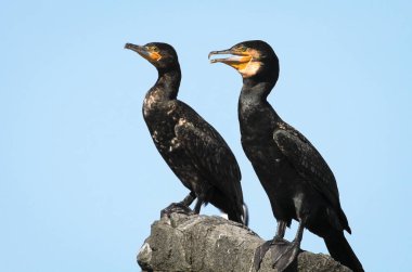 Büyük karabatak (Phalacrocorax carbo) bir kaya üzerinde bir çift. Bruny Adası, Tazmanya