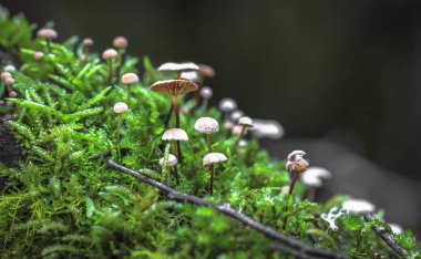 Tazmanya, Avustralya düşmüş bir günlüğüne üzerinde yosun büyüyen bir grup fırıldak mantar (Marasmius rotula)