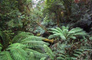 Dense vegetation including large tree ferns fills the rainforest of Mt. Field National Park, Tasmania clipart