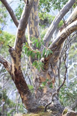 Mt. alan Milli Parkı, Tazmanya bir kar sakız (Okaliptüs pauciflora).