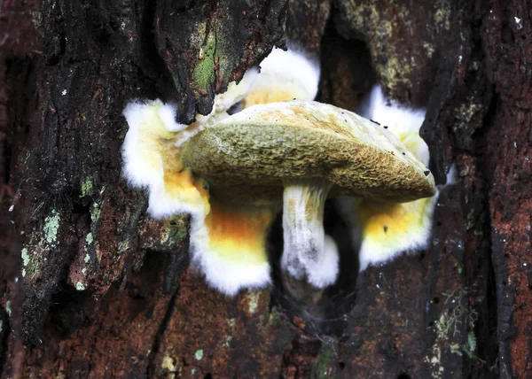 Ein Steinpilz wächst an der Seite eines Baumes und breitet sein Myzelgeflecht sichtbar in Neuseeland aus — Stockfoto