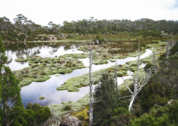 Büschel silbrigen Grases wachsen in einem See in den Wänden des Nationalparks jerusalem, Tasmanien — Stockfoto