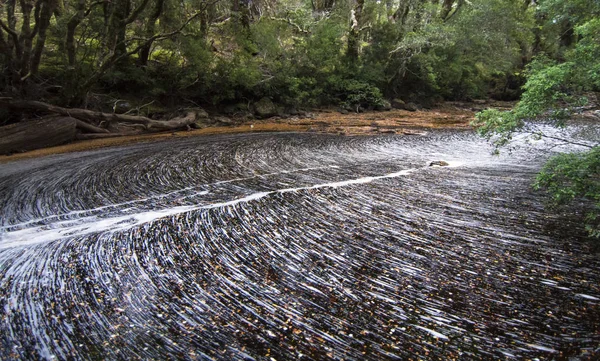 Fallen leaves cover the surface of a stream and remain backed up against downed trees in Tasmania — Stock Photo, Image