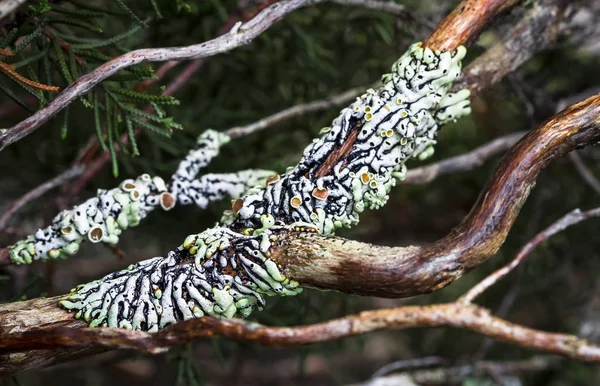 Un lichene ipoginnico in Tasmania, Australia — Foto Stock