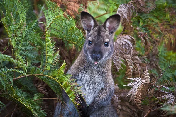 Um wallaby de pescoço vermelho (ou wallaby de Bennett, Macropus rufogriseus) entre samambaias no Parque Nacional Narawntapu, Tasmânia — Fotografia de Stock