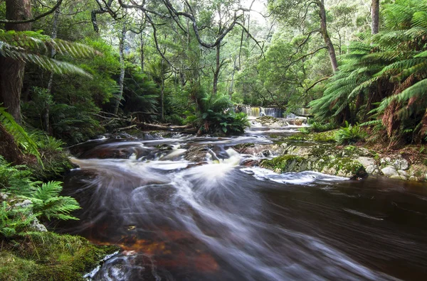 Длительное воздействие потока, протекающего через пышные тропические леса на северо-востоке Тасмании — стоковое фото