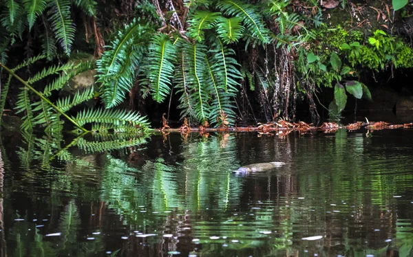 A duck-billed platypus (Ornithorhynchus anatinus) swims in a river in northeast Tasmania