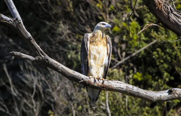 A juvenile white-bellied sea eagle (Haliaeetus leucogaster) perched on a branch on Bruny Island, Tasmania — Stock Photo, Image