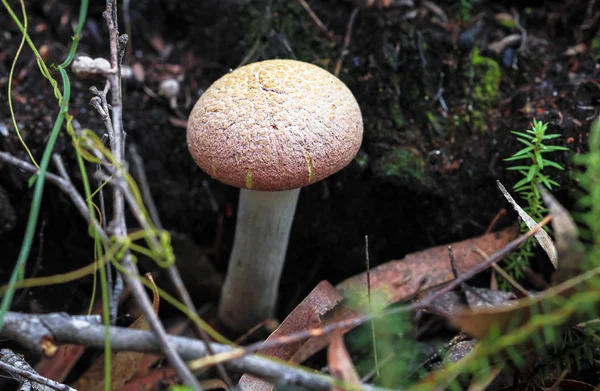 Ein Rhabarber-Steinpilz (boletellus obscurecoccineus) auf brünierter Insel, Tasmanien — Stockfoto