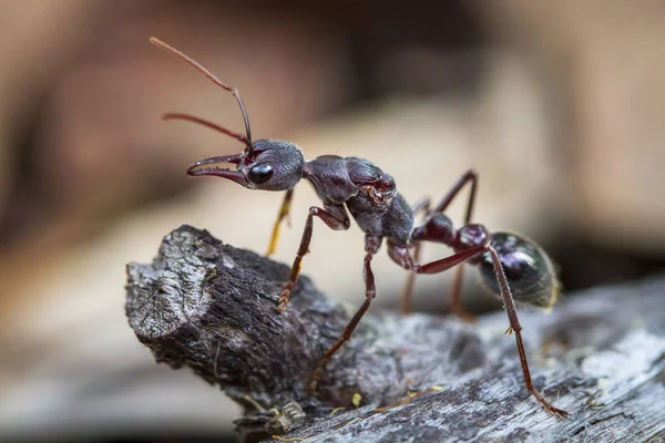 Муравей-инкман (Myrmecia forficata), вид бычьего муравья, стоящий на страже возле своей колонии на острове Бруни, Тасмания — стоковое фото