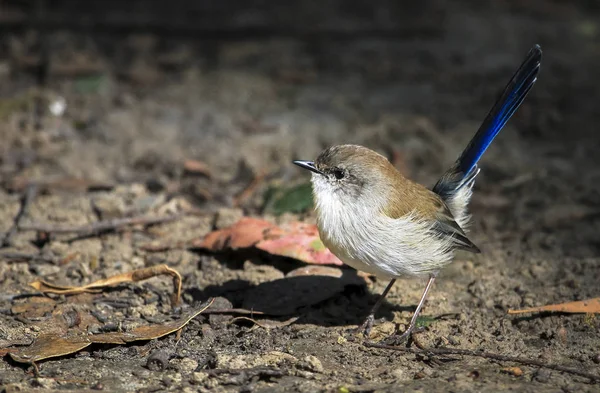 Ein nicht brütender Zaunkönig (malurus cyaneus) in Tasmanien — Stockfoto