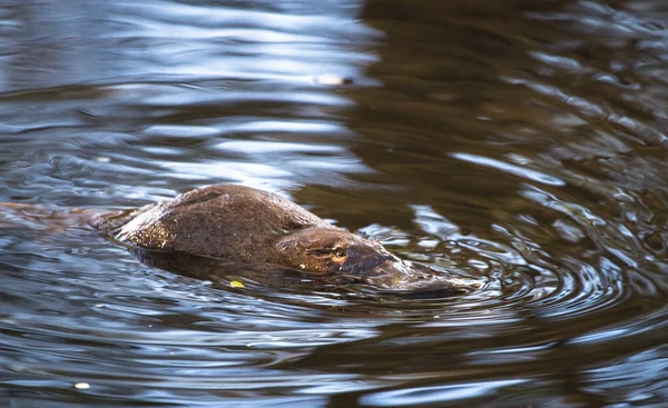 A duck-billed platypus (Ornithorhynchus anatinus) swims in the Tyenna River in Mt. Field National Park, Tasmania — 图库照片