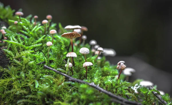 A group of pinwheel mushrooms (Marasmius rotula) growing in the moss on a fallen log in Tasmania, Australia — Stock Photo, Image