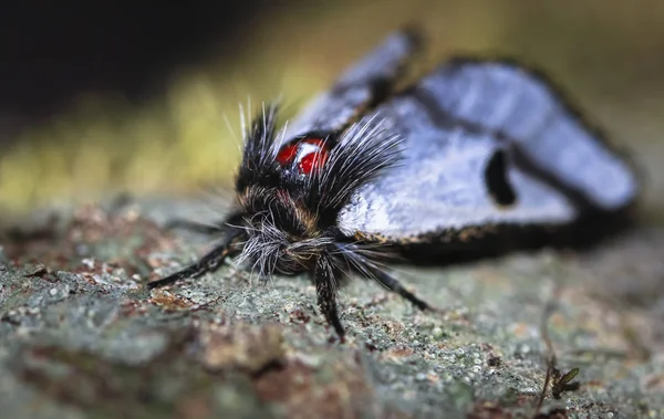 Una polilla peluda de cerca en Tasmania —  Fotos de Stock