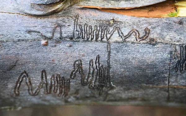 Galeries d'insectes sur un tronc tombé en Tasmanie, Australie — Photo