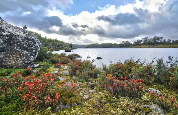 Flores rojas bordean las orillas del lago Sonja en las Murallas del Parque Nacional de Jerusalén, Tasmania — Foto de Stock