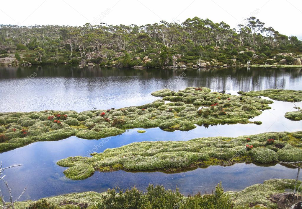 Tufts of silvery grass grow in a lake in the Walls of Jerusalem National Park, Tasmania