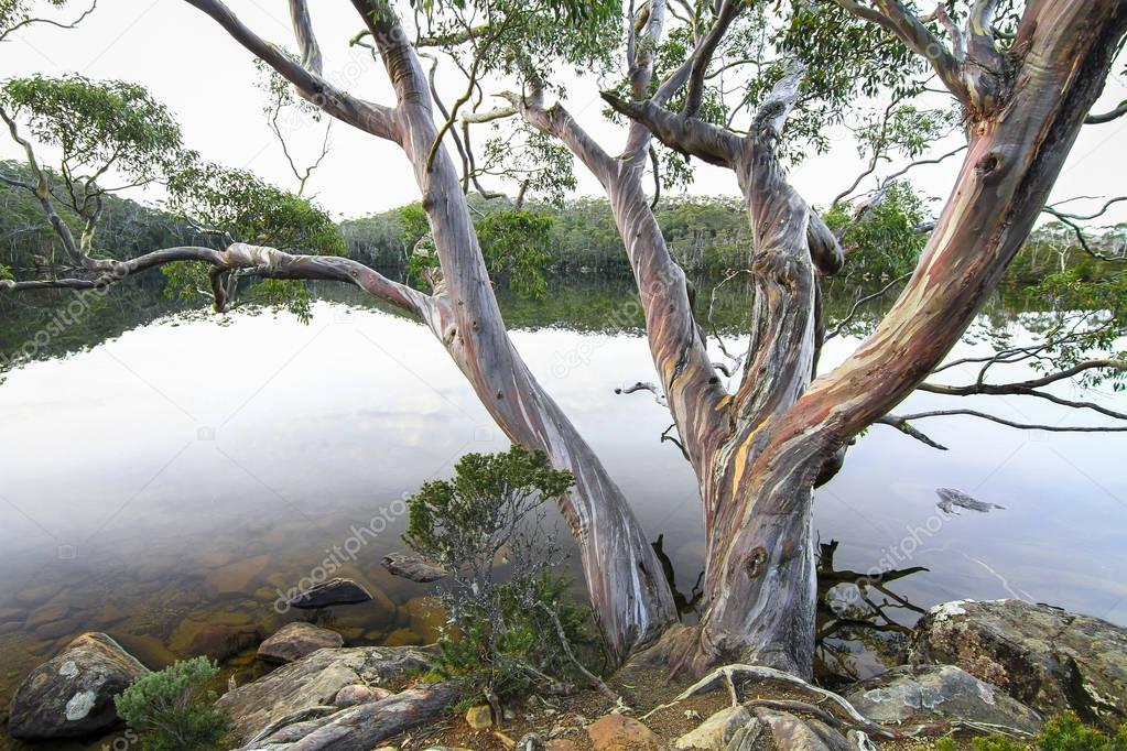 A gum tree (Eucalyptus sp.) hanging over Lake Dobson in the Mt. Field National Park, Tasmania
