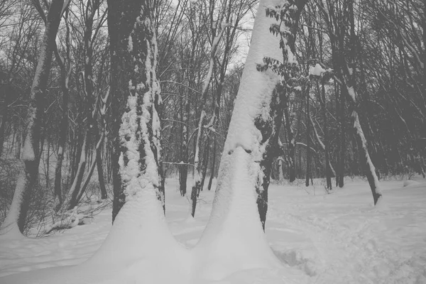 Samotna Zima Lesie — Zdjęcie stockowe