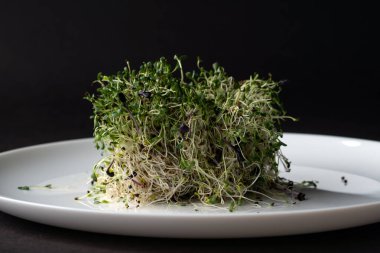 Mikro yeşiller: Siyah arkaplanda beyaz plaka üzerindeki yeşil filizler