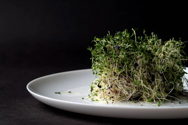 micro greens: the green sprouts on the white plate on the black background