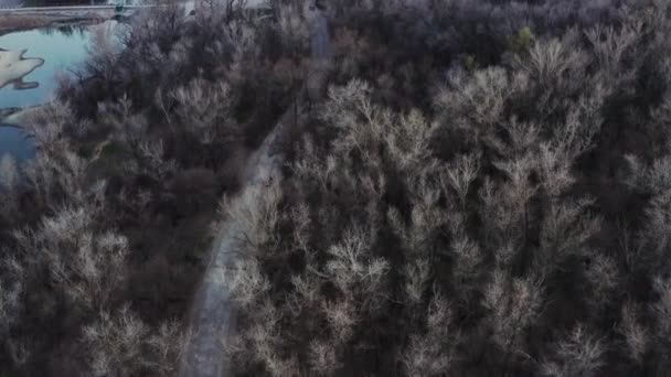 Das Auto Fährt Auf Einer Straße Durch Einen Wald — Stockvideo