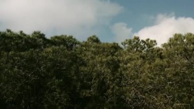 Yeşil bir çam ormanındaki İHA 'dan ateş edilmesi.