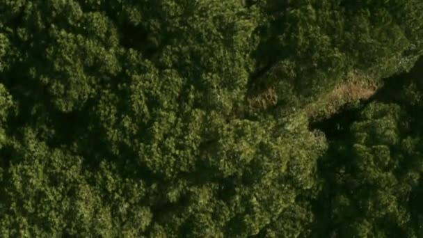 Lövöldözés Egy Drónról Egy Fenyőerdőben — Stock videók
