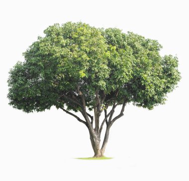 bir ağaç izole kırpma yolu ile beyaz arka plan üzerinde.