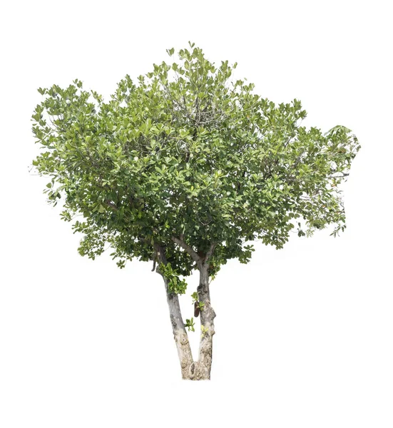 Uma Árvore Isolada Fundo Branco Com Caminho Recorte — Fotografia de Stock