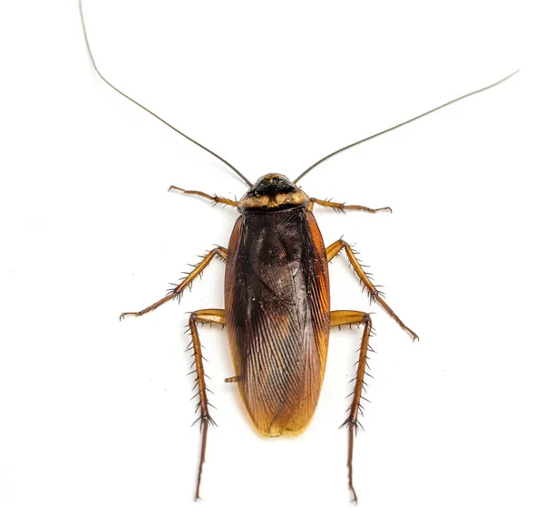 Beyaz Arka Plan Üzerinde Izole Ölü Hamam Böceği Üstten Görünüm — Stok fotoğraf