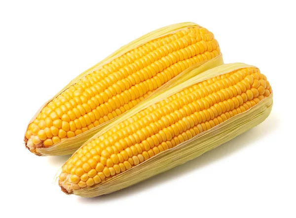 Ripe Corn Cob Isolated White Background — Stock Photo, Image