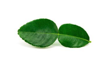 Beyaz bir arka plan üzerinde izole bergamot yaprak.