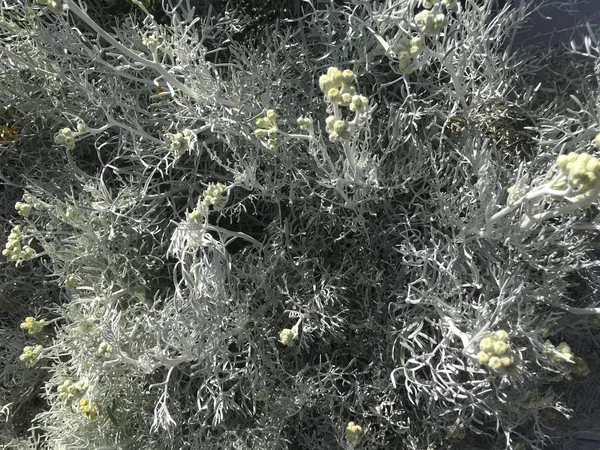 Daytime Closeup View Bushy Green Plant — Stock Photo, Image