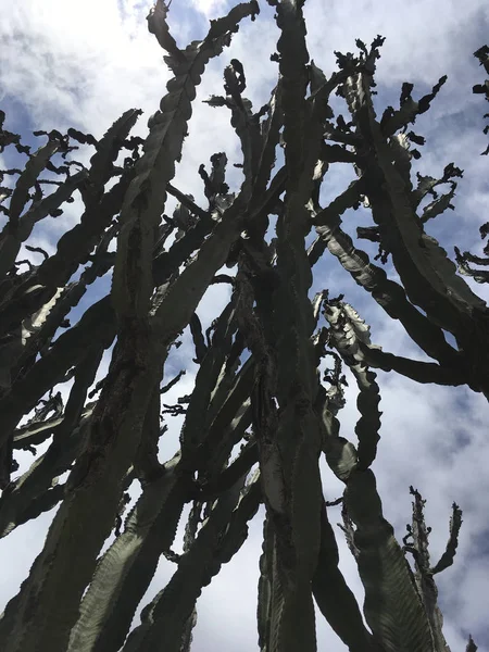 Overdag Weergave Van Cactus Groene Takken — Stockfoto