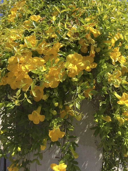 Sarı çiçekli Allamanda bitkiler gündüz görünümü