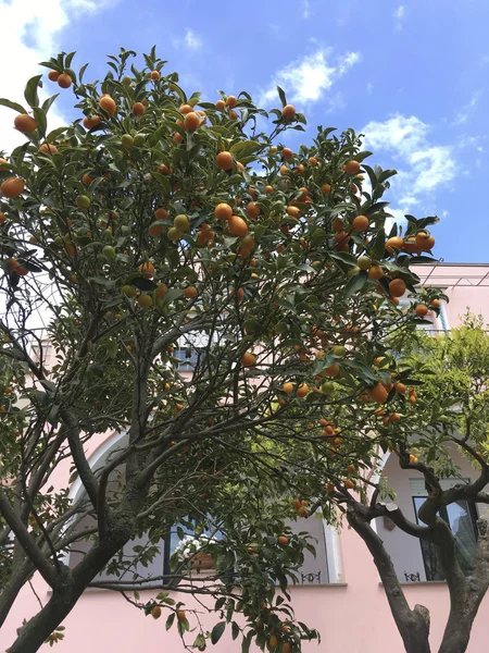 Ciągu Dnia Widok Dołu Drzew Pomarańczowych Pobliżu Budynku — Zdjęcie stockowe